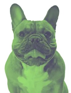 aesthetic dog wallpaper