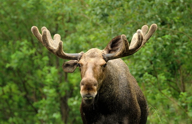 7 Animals You Can Find Only in Canada